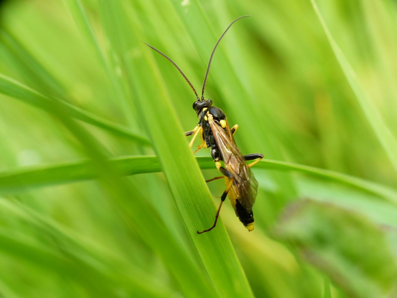 Ichneumoidae: Amblyteles armatorius?  S, maschio